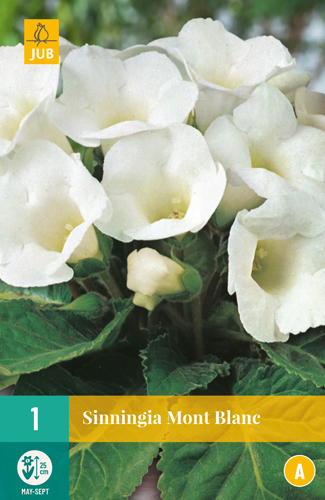 SINNINGIA MONT BLANC počet kusov: 1