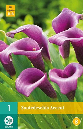ZANTEDESCHIA ACCENT 1 kus