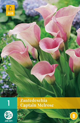 ZANTEDESCHIA CAPTAIN MELROSE 1 kus