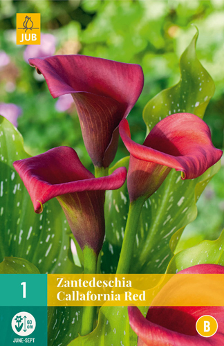 ZANTEDESCHIA (KALA) CALLAFORNIA RED - 1 ks 
