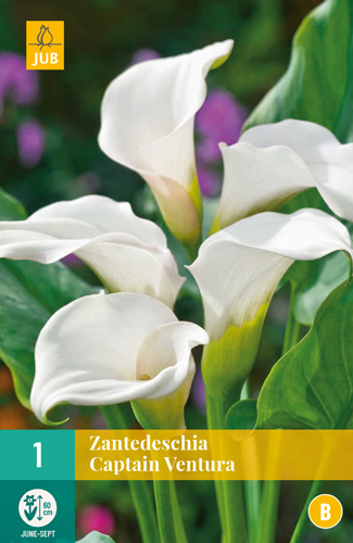 ZANTEDESCHIA CAPTAIN VENTURA pocet kusov: 1