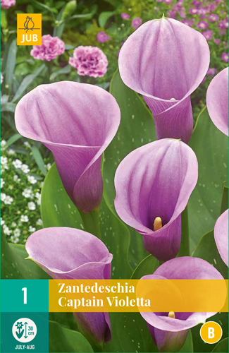 ZANTEDESCHIA CAPTAIN VIOLETTA pocet kusov: 1