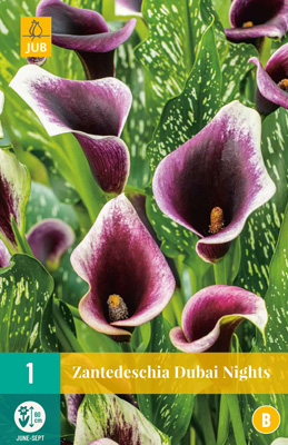 ZANTEDESCHIA DUBAI NIGHTS - 1 ks