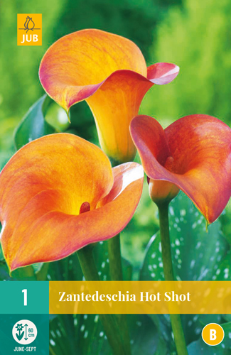 ZANTEDESCHIA HOT SHOT počet kusov: 1
