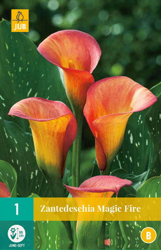 ZANTEDESCHIA MAGIC FIRE - 1 ks