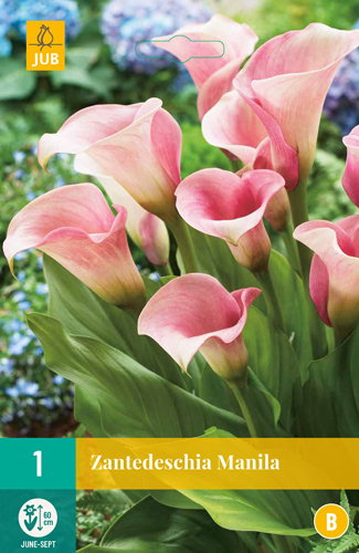 ZANTEDESCHIA MANILA 1 kus