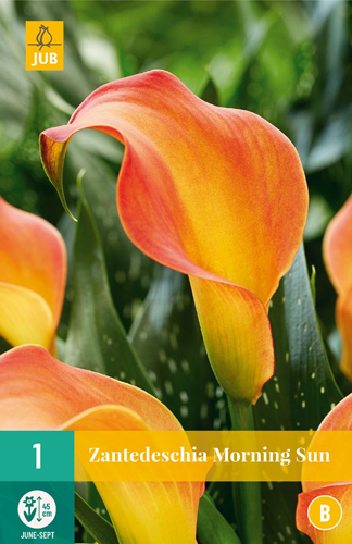 ZANTEDESCHIA (KALA) MORNING SUN - 1 ks 