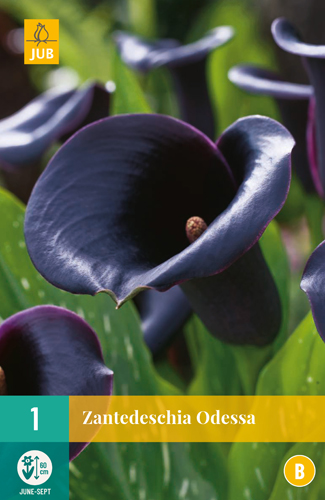 ZANTEDESCHIA ODESSA počet kusov: 1