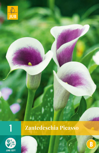 ZANTEDESCHIA PICASSO - 1 ks