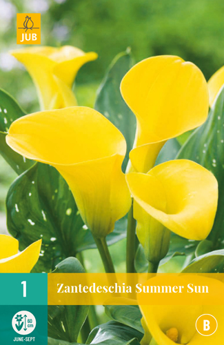 ZANTEDESCHIA SUMMER SUN - 1 ks