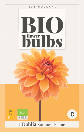 BIO DÁLIA SUMMER FLAME pocet kusov: 1