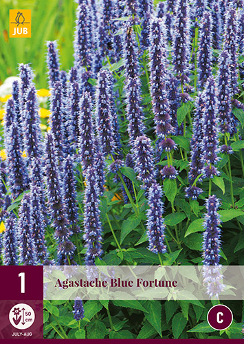 AGASTACHE BLUE FORTUNE 1 kus