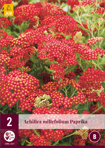 ACHILLEA MILLEFOLIUM PAPRIKA počet kusov: 2
