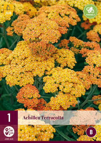 ACHILLEA TERRACOTTA - 1 ks