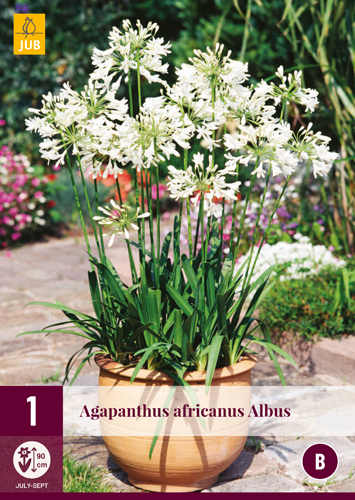 AGAPANTHUS AFRICANUS ALBUS - 1 ks