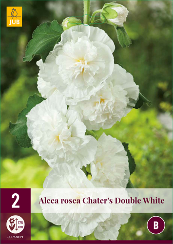 ALCEA ROSEA plnokveté WHITE - 2 ks