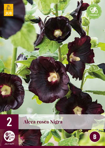 ALCEA ROSEA NIGRA - 2 ks