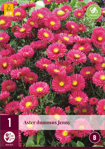 ASTER DUMOSUS JENNY - 1 ks