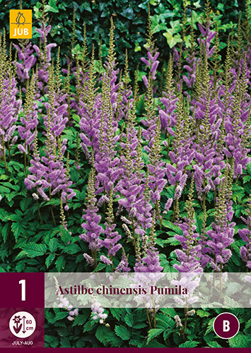 ASTILBE CHINENSIS PUMILA 1 kus