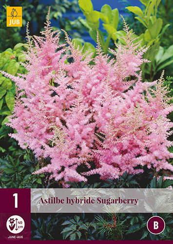 ASTILBE HYBRIDE SUGARBERRY 1 kus