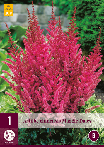 ASTILBE CHINENSIS MAGGIE DALEY počet kusov: 1