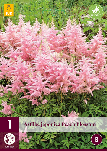 ASTILBE JAPONICA PEACH BLOSSOM - 1 ks