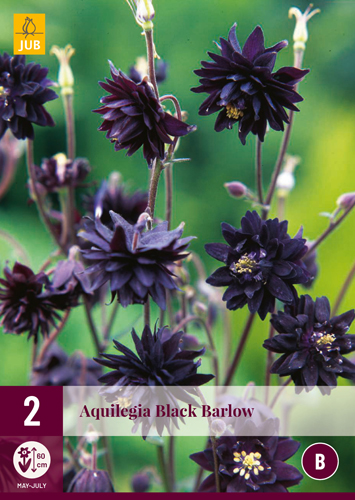 AQUILEGIA BLACK BARLOW - 2 ks