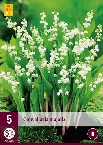 CONVALLARIA MAJALIS - 5 ks