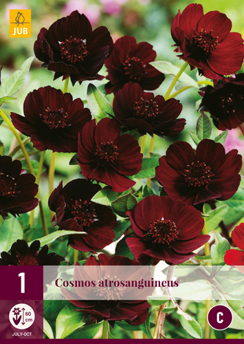 COSMOS ATROSANGUINEUS - 1 ks