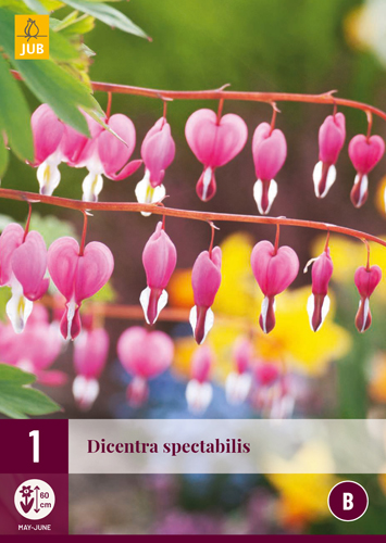 DICENTRA SPECTABILIS - 1 ks