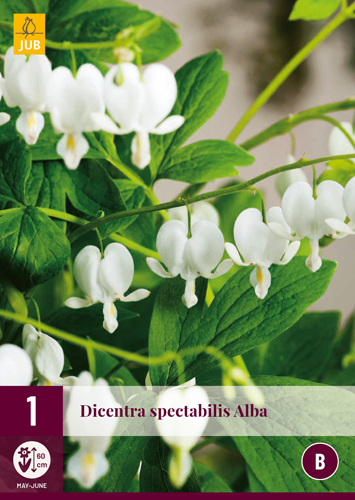 DICENTRA SPECTABILIS ALBA - 1 ks