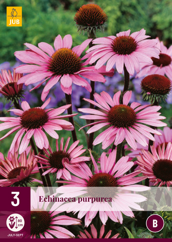ECHINACEA PURPUREA - 3 ks