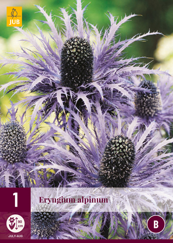 ERYNGIUM ALPINUM - 1 ks