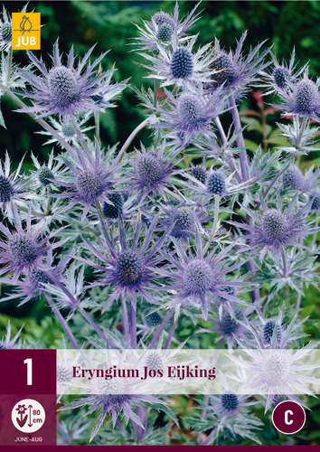 ERYNGIUM JOS EIJKING - 1 ks