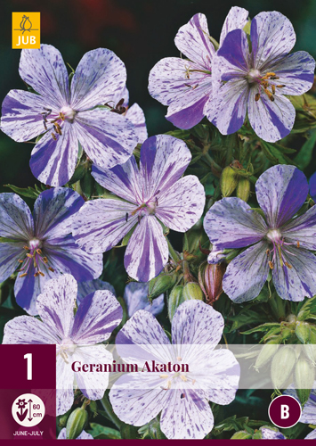 GERANIUM AKATON počet kusov: 1