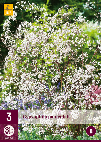 GYPSOPHILA PANICULATA - 3 ks