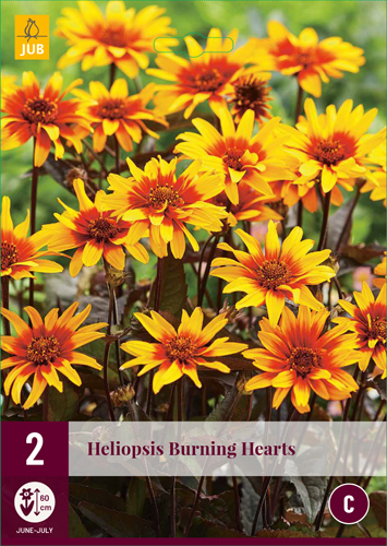 HELIOPSIS BURNING HEARTS počet kusov: 2