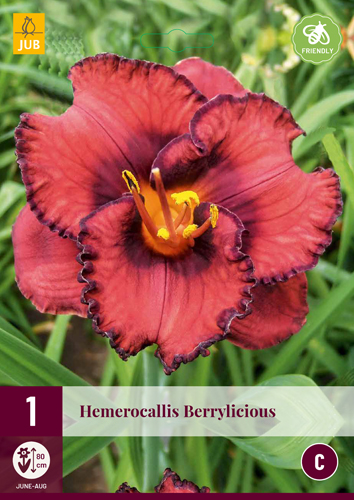 HEMEROCALLIS BERRYLICIOUS 1 kus