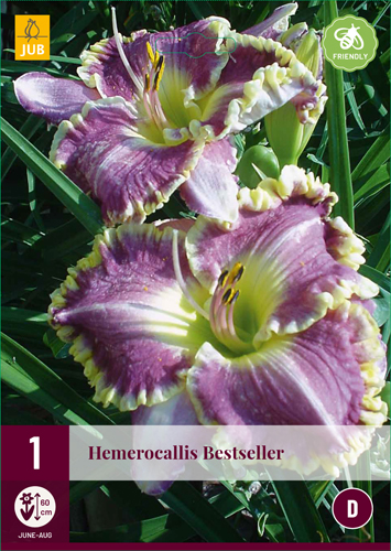 HEMEROCALLIS BESTSELLER - 1 ks