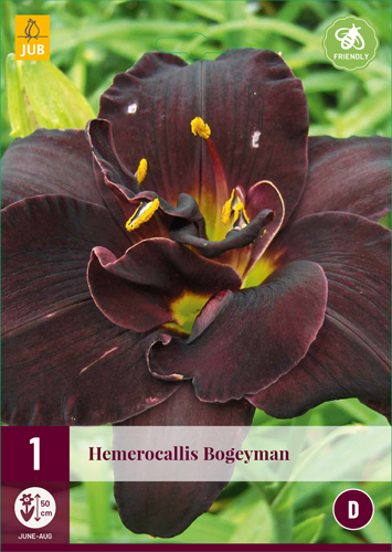 HEMEROCALLIS BOGEYMAN - 1 ks