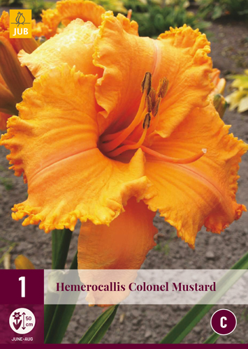HEMEROCALLIS COLONEL MUSTARD počet kusov: 1