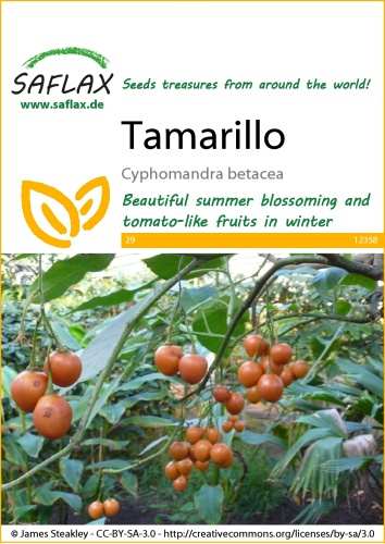 Tamarillo (Rajčiakovec)