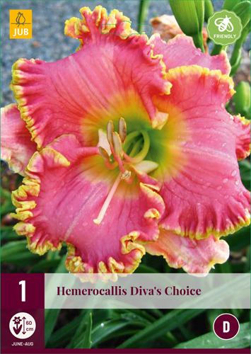 HEMEROCALLIS DIVAS CHOICE - 1 ks
