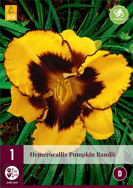 HEMEROCALLIS PUMPKIN BANDIT 1 kus