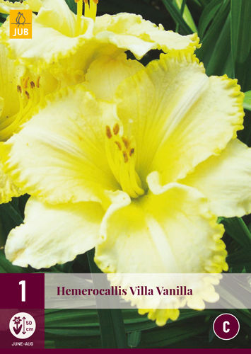 HEMEROCALLIS VILLA VANILLA počet kusov: 1