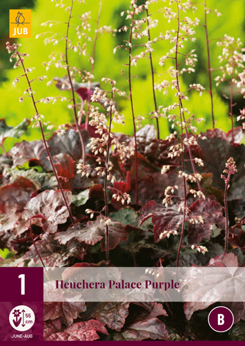 HEUCHERA PALACE PURPLE počet kusov: 1