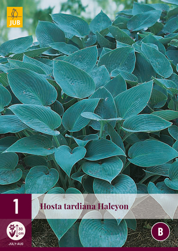 HOSTA TARDIANA HALCYON - 1 ks