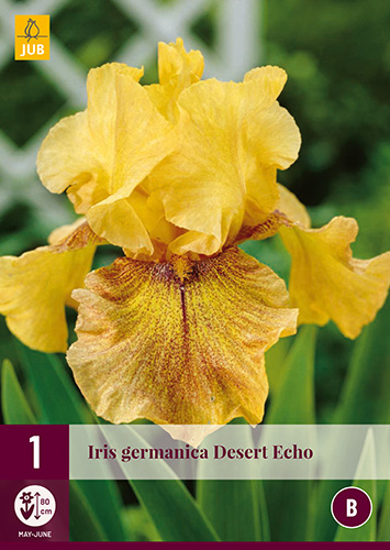 IRIS GERMANICA DESERT ECHO 1 kus