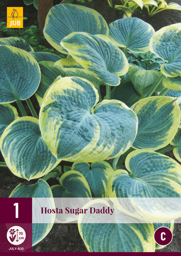 HOSTA SUGAR DADDY počet kusov: 1