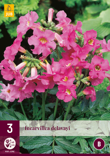 INCARVILLEA DELAVAYI - 3 ks